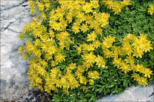 Image of Yellow (Mountain) Saxifrage