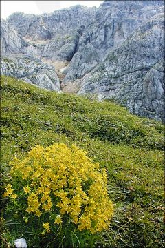 Imagem de Saxifraga aizoides L.