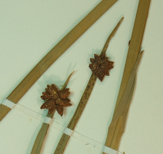 Image of American bulrush