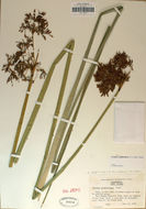 Image of California bulrush