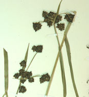 Imagem de Scirpus congdonii Britton