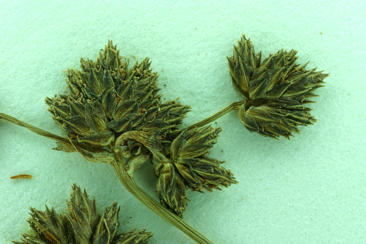 Imagem de Scirpus diffusus Schuyler