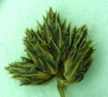 Imagem de Scirpus diffusus Schuyler