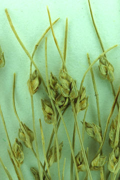 Слика од Isolepis carinata Hook. & Arn. ex Torr.