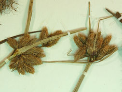 Image of cosmopolitan bulrush