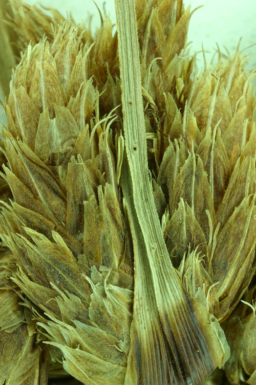 Image of cosmopolitan bulrush