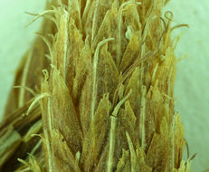 Image of cosmopolitan bulrush