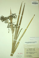 Image of panicled bulrush