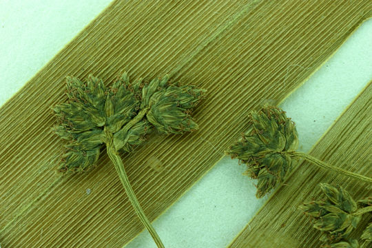 Scirpus microcarpus J. Presl & C. Presl resmi