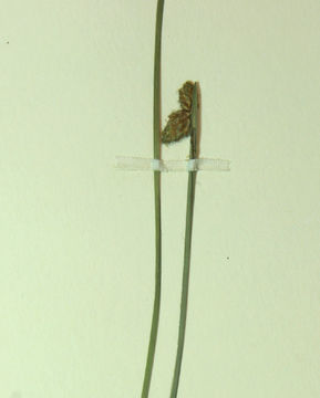 Image of <i>Schoenoplectus mucronatus</i>