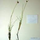 Image of Nevada Bulrush