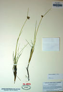 Image of Nevada Bulrush