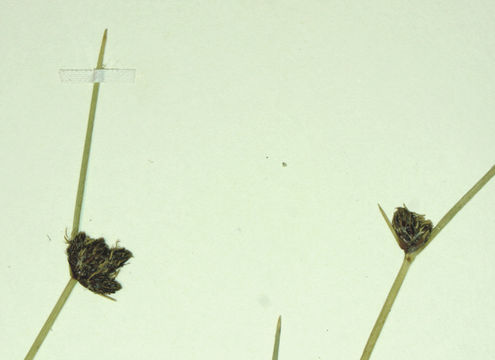 Image of Nevada Bulrush