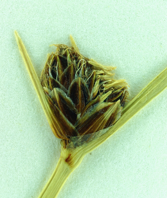 Image of Nevada Bulrush