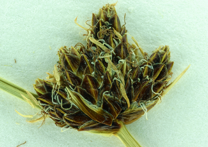 Image of Nevada Bulrush