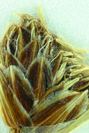 Image of Nevada Bulrush