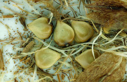 Image of seacoast bulrush