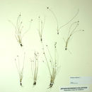 Isolepis setacea (L.) R. Br. resmi