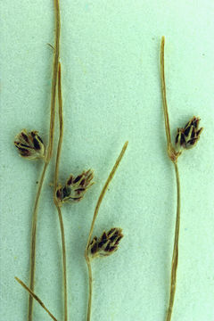 Слика од Isolepis setacea (L.) R. Br.