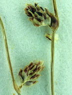 Слика од Isolepis setacea (L.) R. Br.