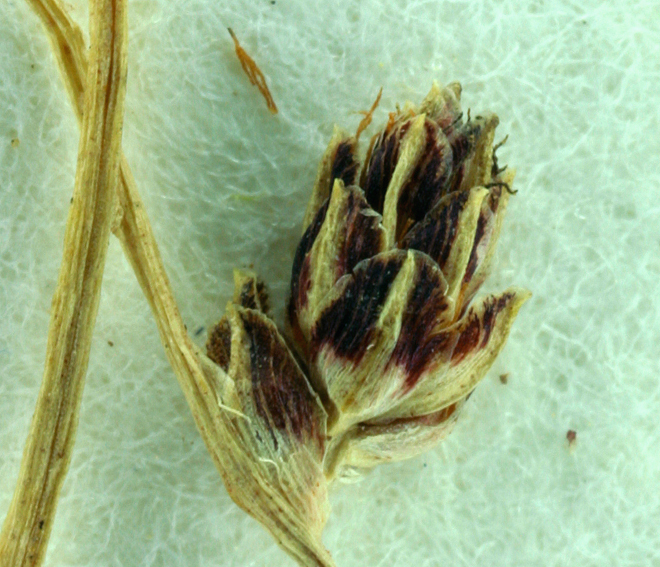 Слика од Isolepis setacea (L.) R. Br.