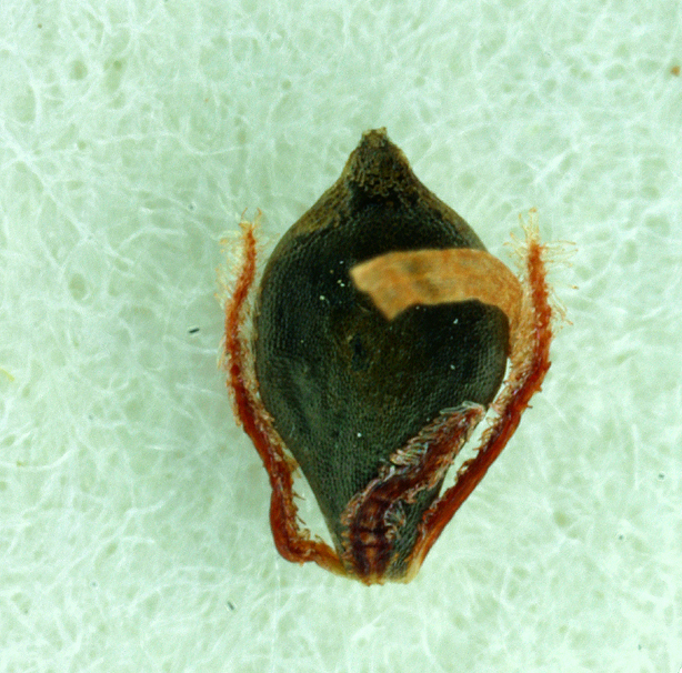 Слика од Isolepis setacea (L.) R. Br.