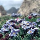 Image of alpine forget-me-not