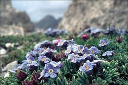 Image of arctic alpine forget-me-not