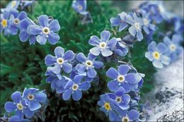 Image of arctic alpine forget-me-not