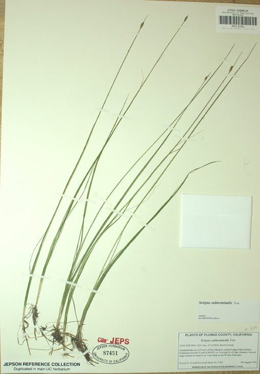 Image of Swaying bulrush