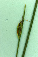 Image of Swaying bulrush