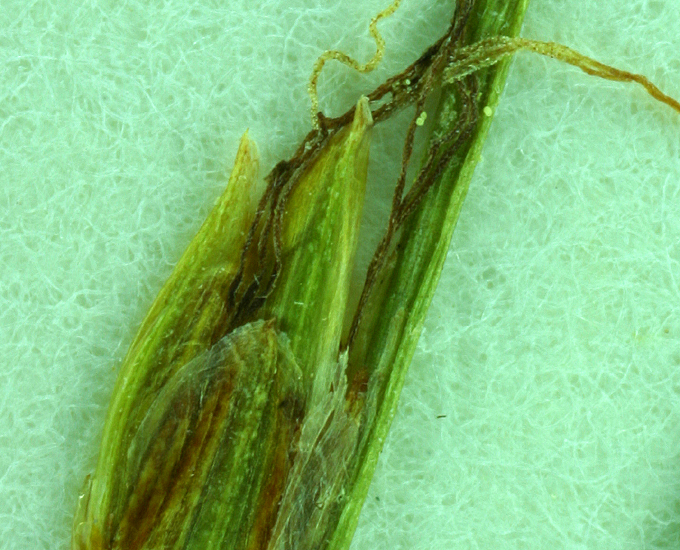 Image of Swaying bulrush