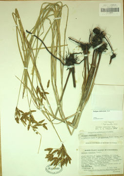 Image of tuberous bulrush