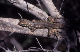 Image of Western Fence Lizard