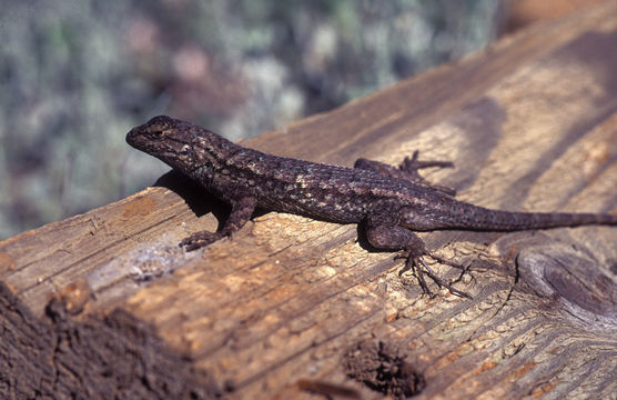 Image of Western Fence Lizard