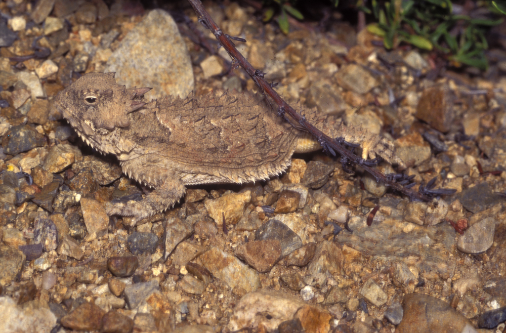 Imagem de Phrynosoma coronatum (Blainville 1835)