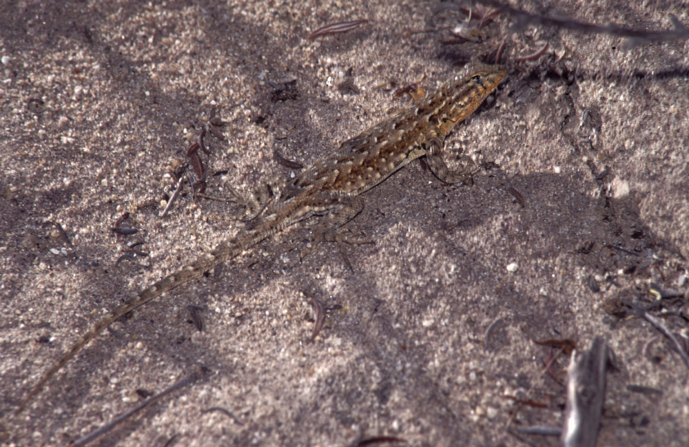 Image of common side-blotched lizard