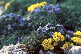 Image of arctic alpine forget-me-not