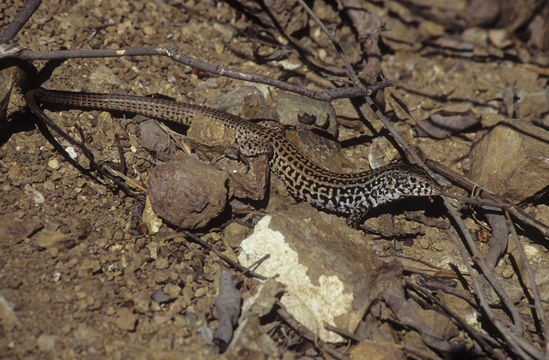 Image of Tiger Whiptail