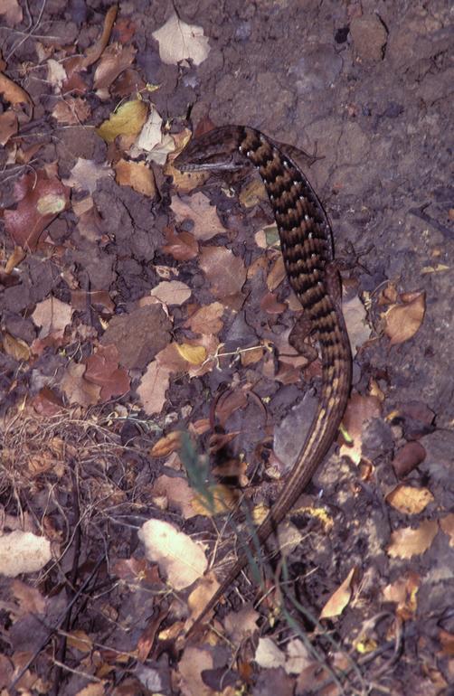 صورة Elgaria multicarinata (Blainville 1835)