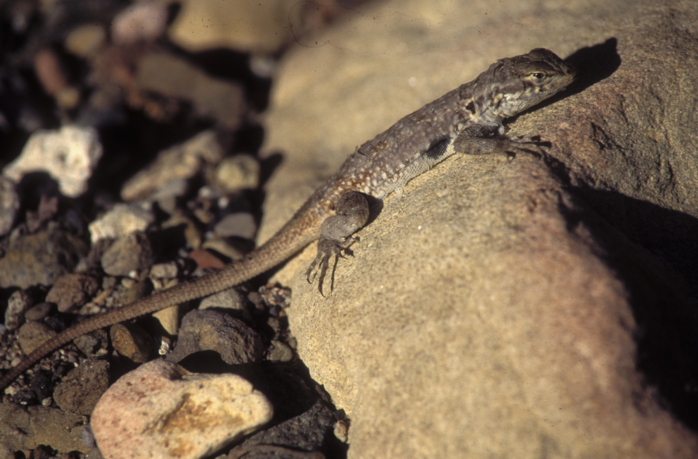 Image of common side-blotched lizard