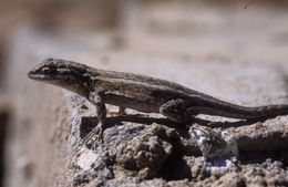 Image of common side-blotched lizard