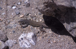 Image of Tiger Whiptail