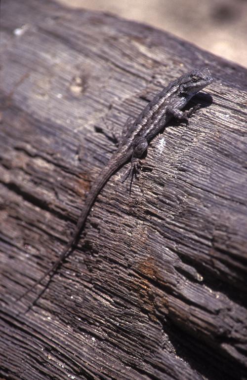 Image of Western Fence Lizard