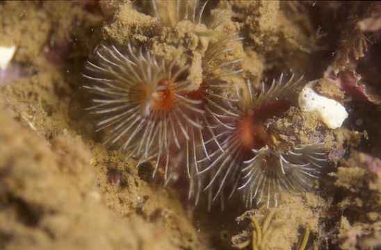 صورة Spirobranchus spinosus Moore 1923