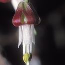 صورة Ribes californicum Hook. & Arn.