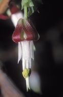 Image of hillside gooseberry