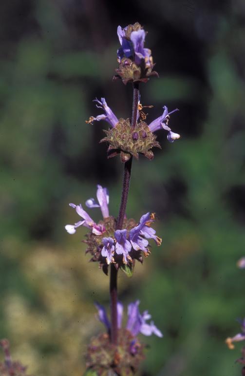 Image of black sage