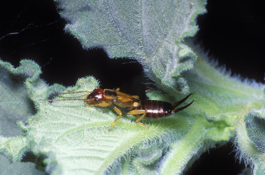 Image de Forficula auricularia Linnaeus 1758