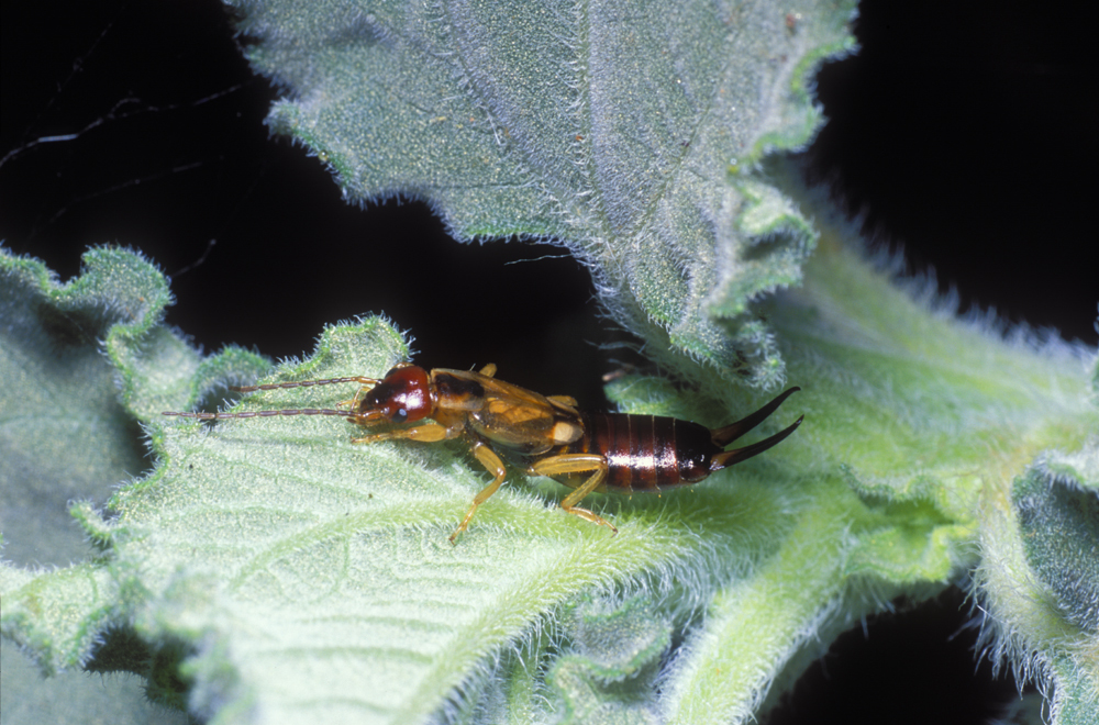 Image of Common European earwig